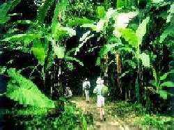 Palenque jungle