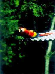 Macaw at Poptun